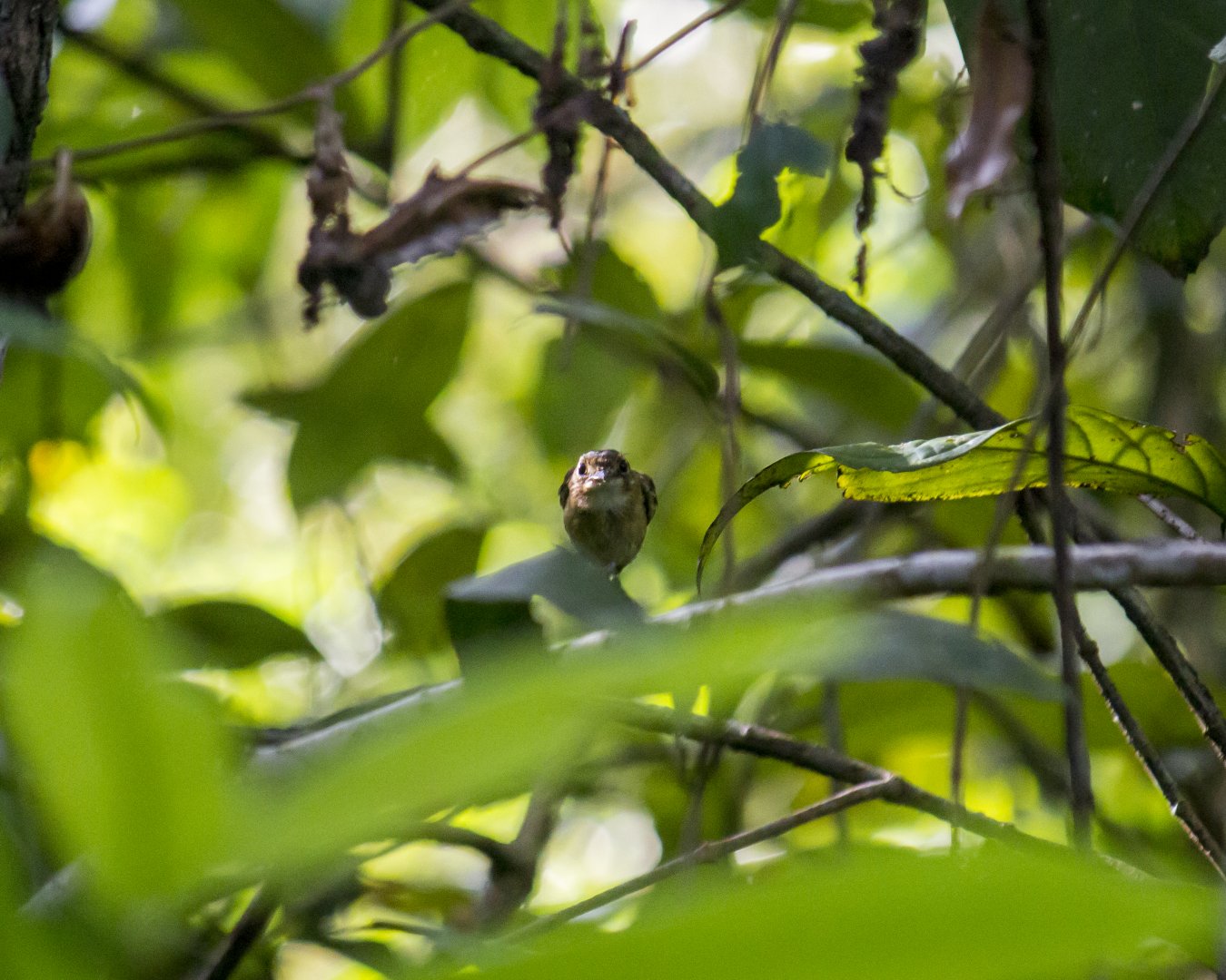 Stub-tailed spadebill, Platyrinchus cancrominus