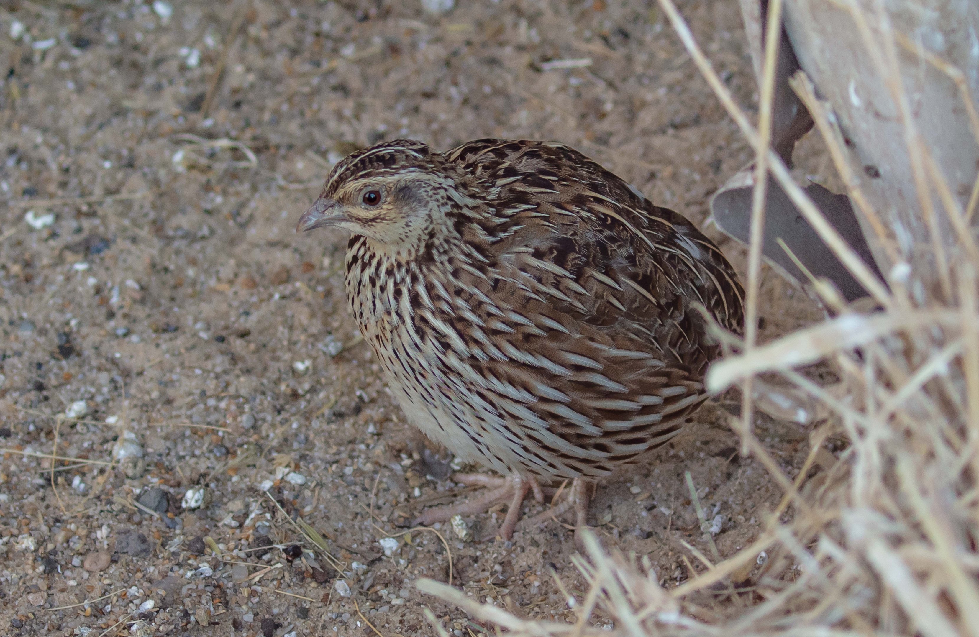 Stubble Quail