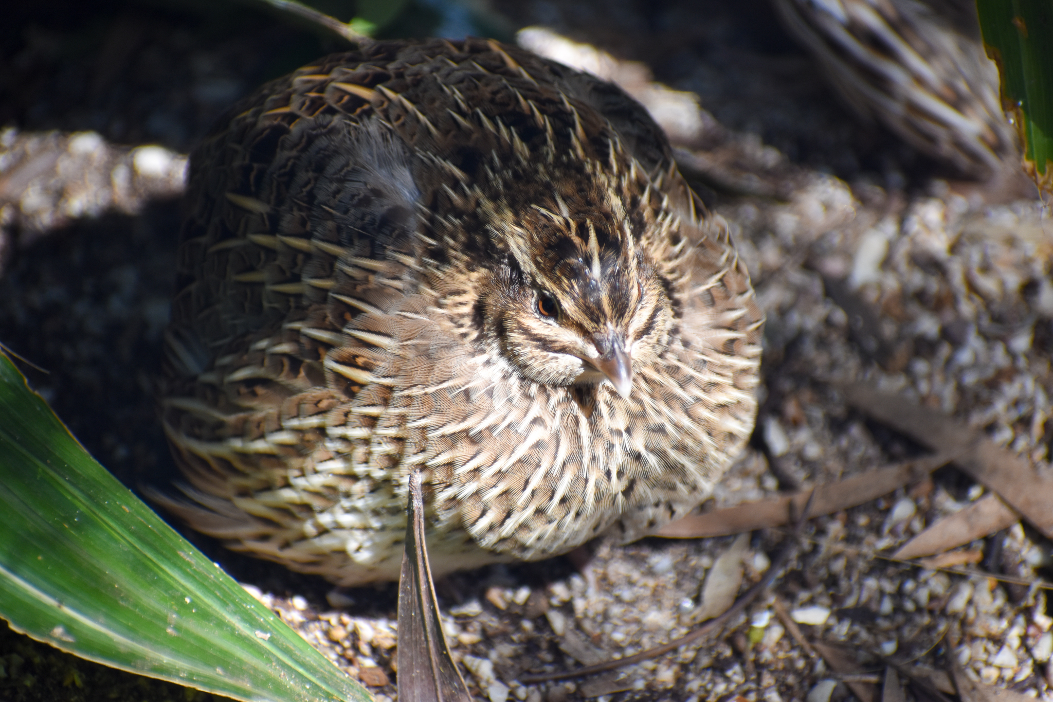 Stubble Quail