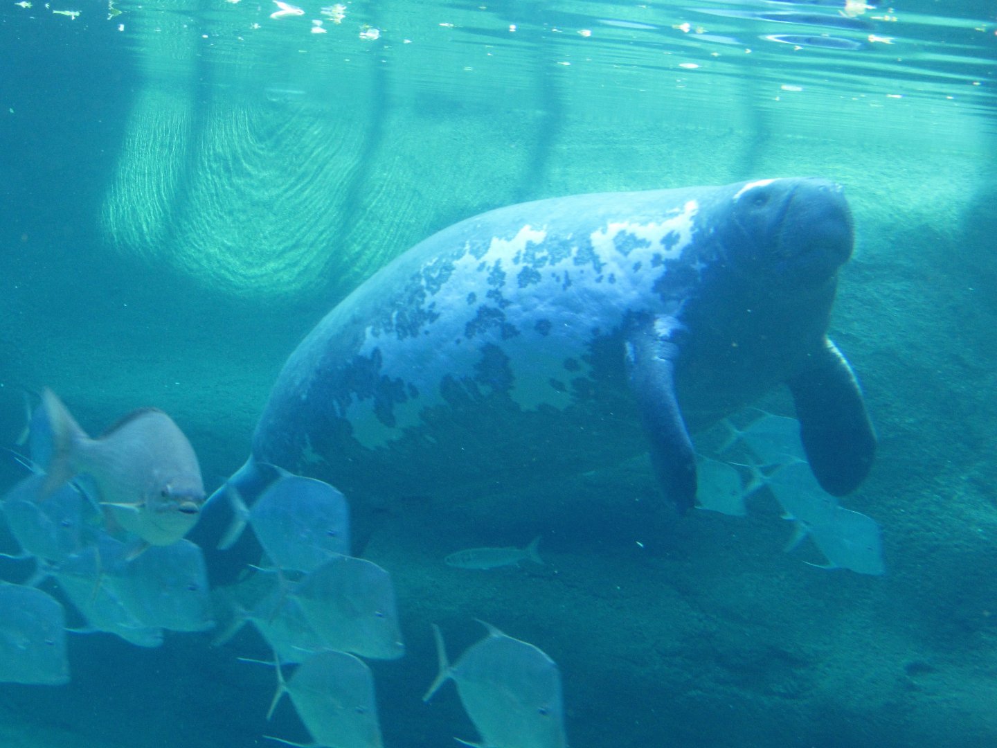 Stubby, Florida manatee