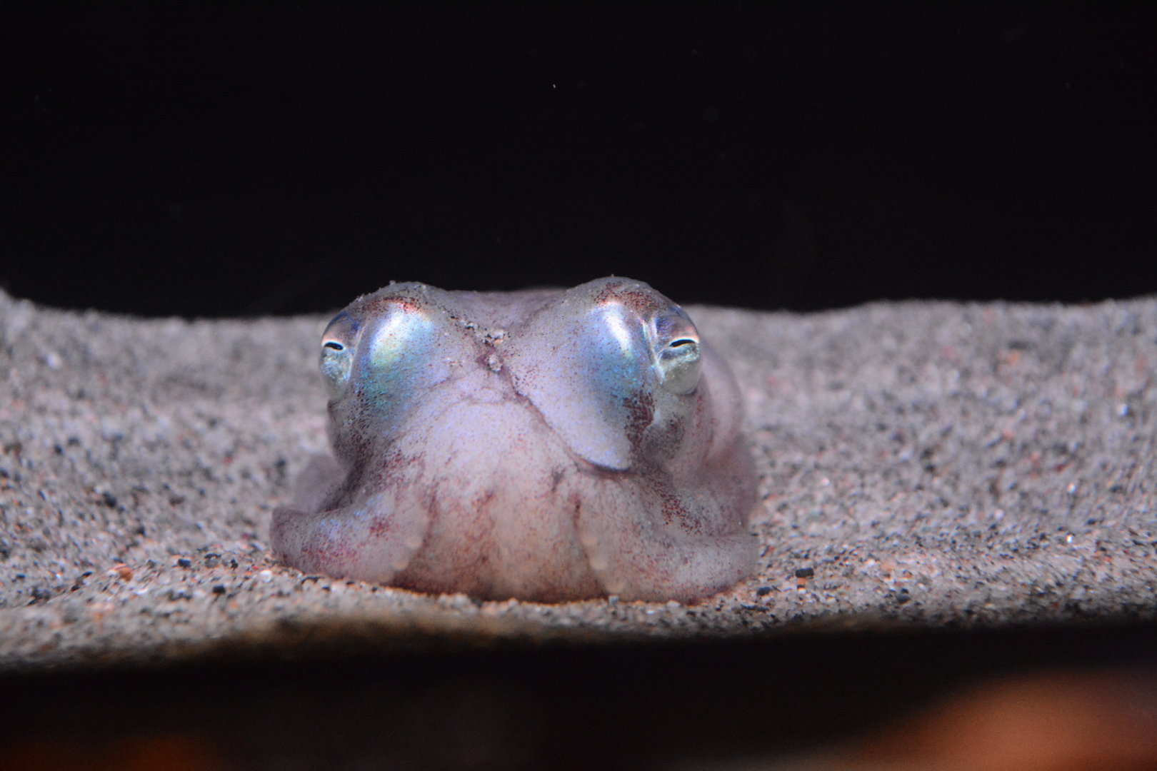 Stubby squid (Rossia pacifica pacifica)