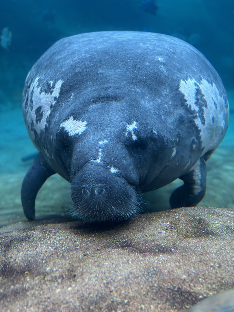 Stubby the Manatee
