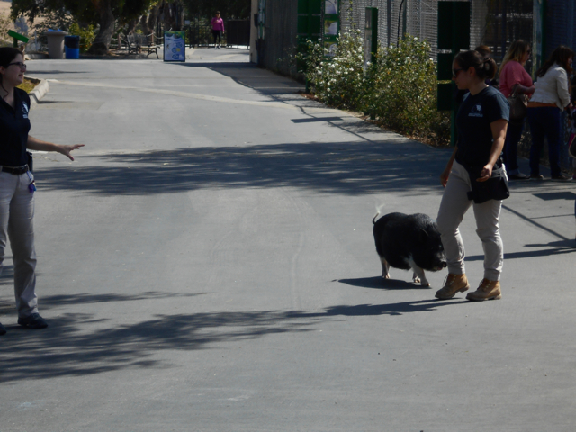 Student keepers with pig