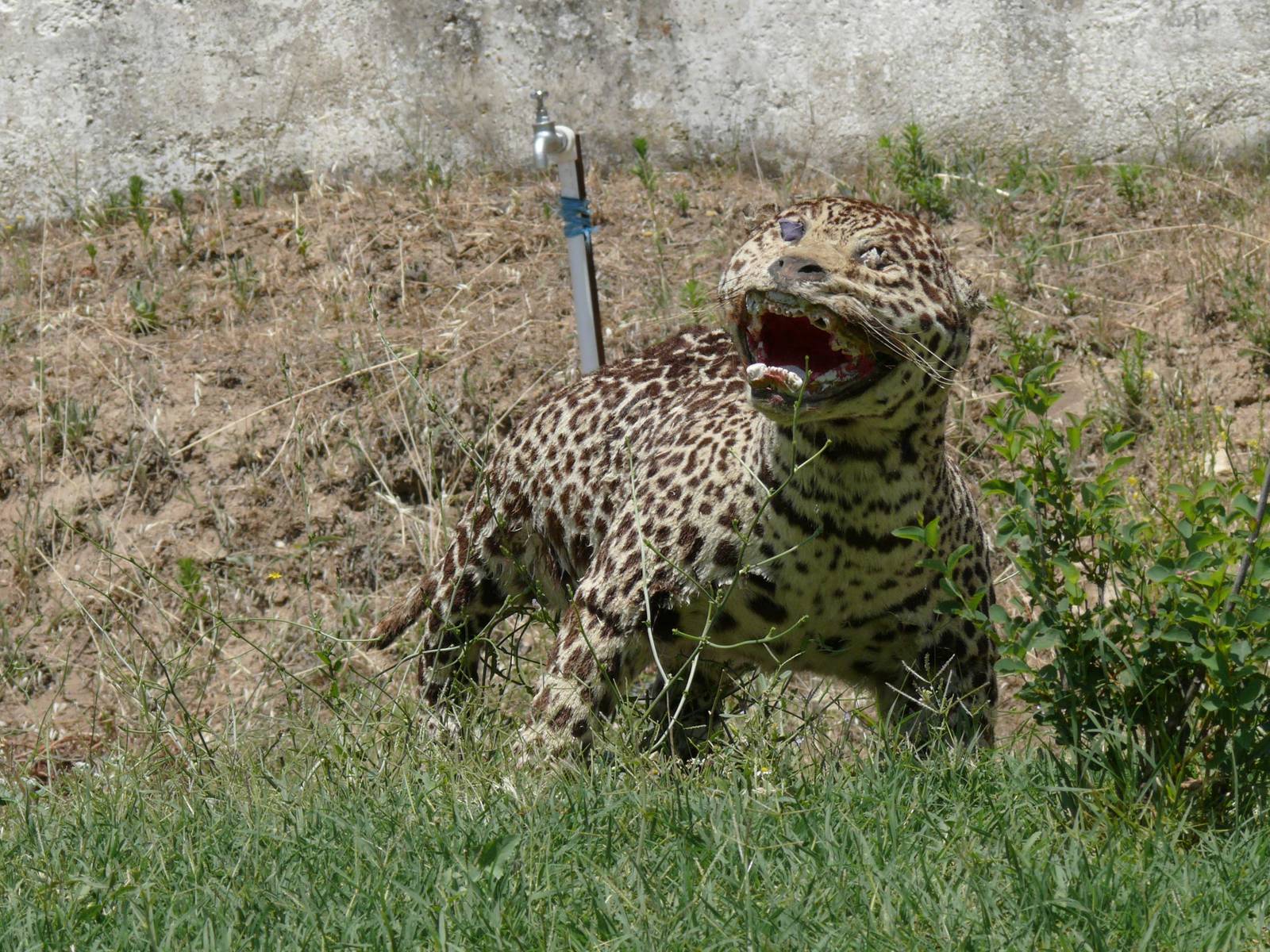 Stuffed animals at the zoo