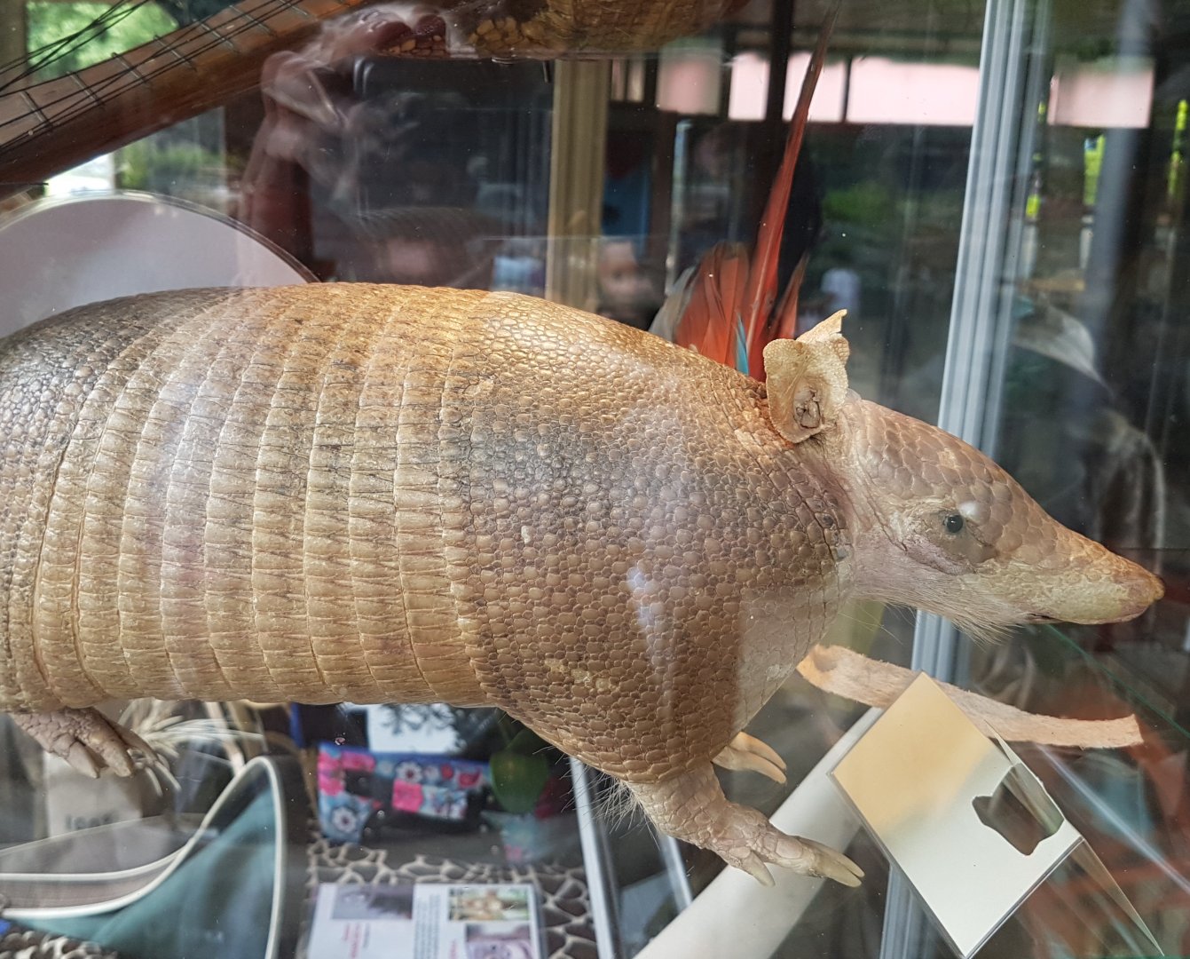 Stuffed Armadillo