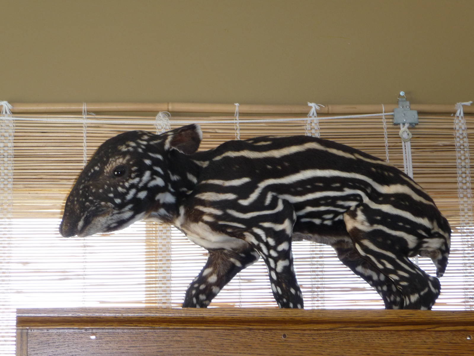 Stuffed Baby Tapir