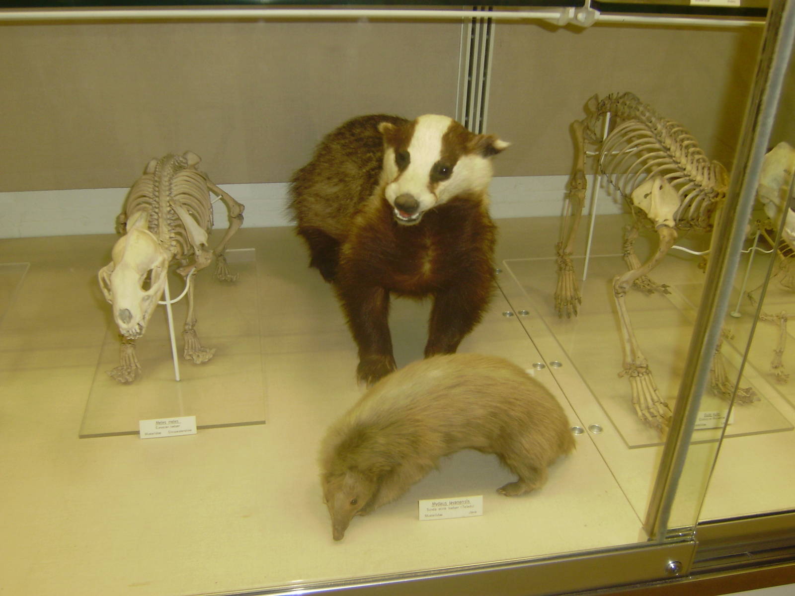 Stuffed badgers at Cambridge Natural History Museum