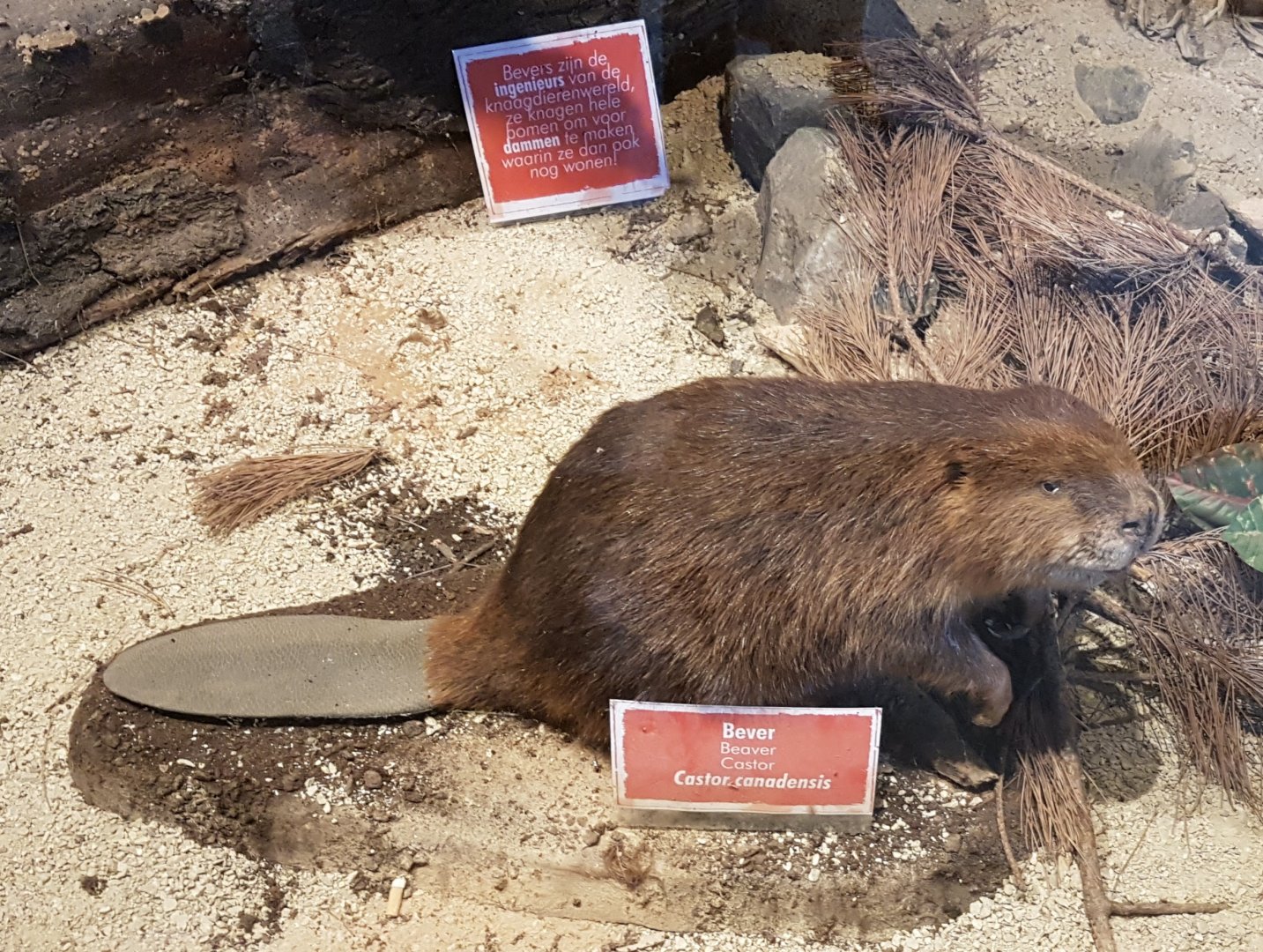 Stuffed Beaver
