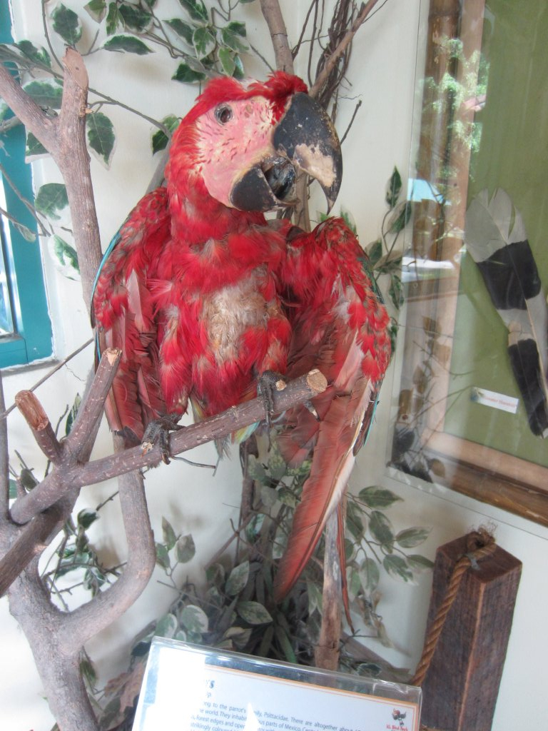 Stuffed Green-winged Macaw