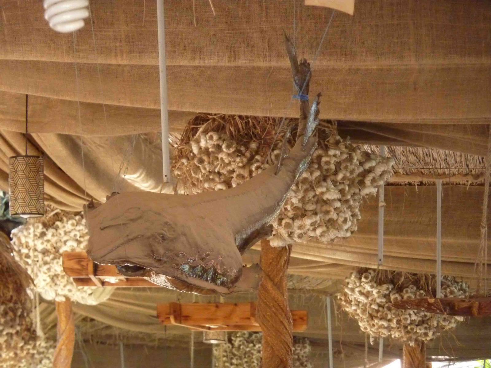 Stuffed guitarfish, April 2013.