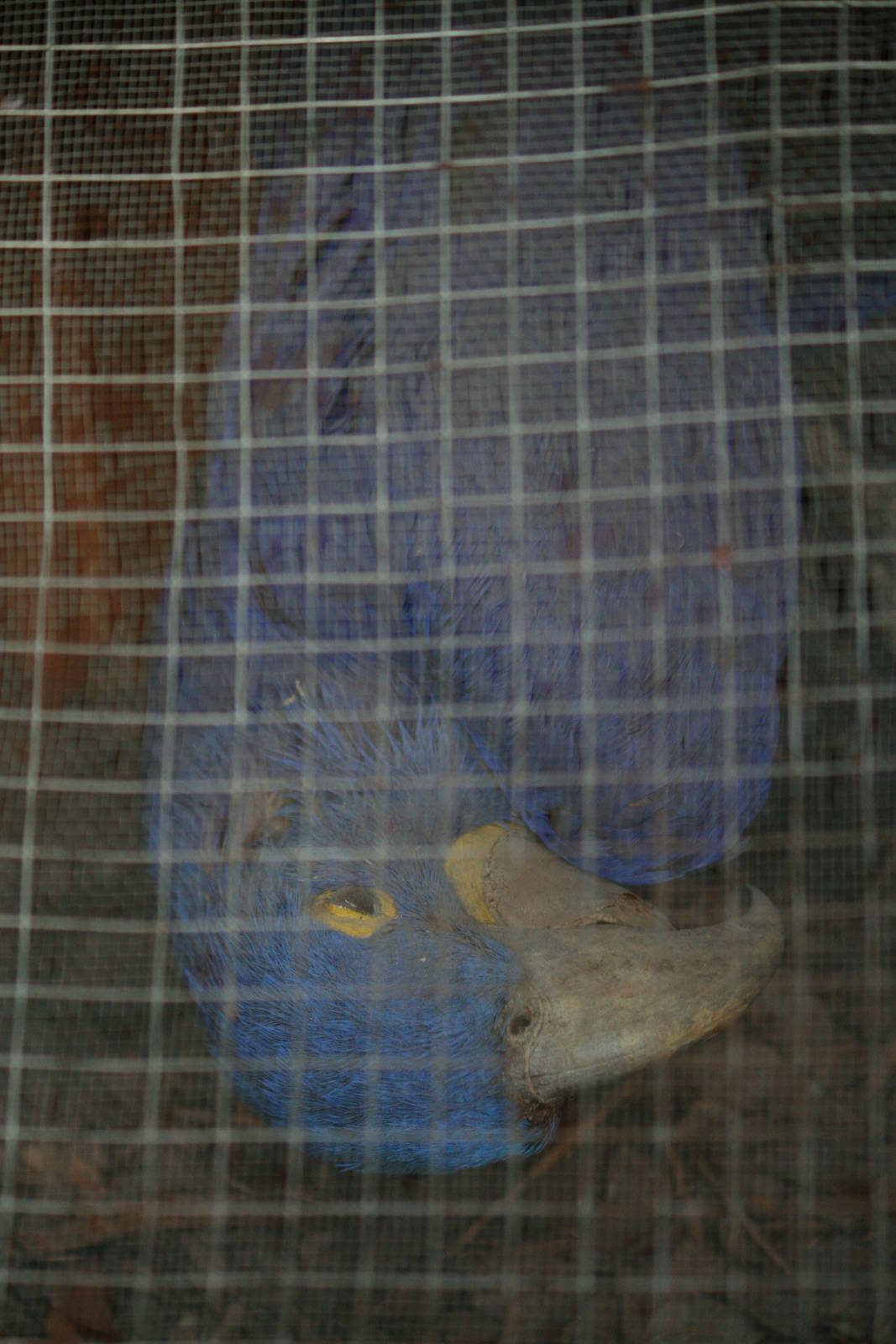 Stuffed hyacinth macaw, 01/10/2011