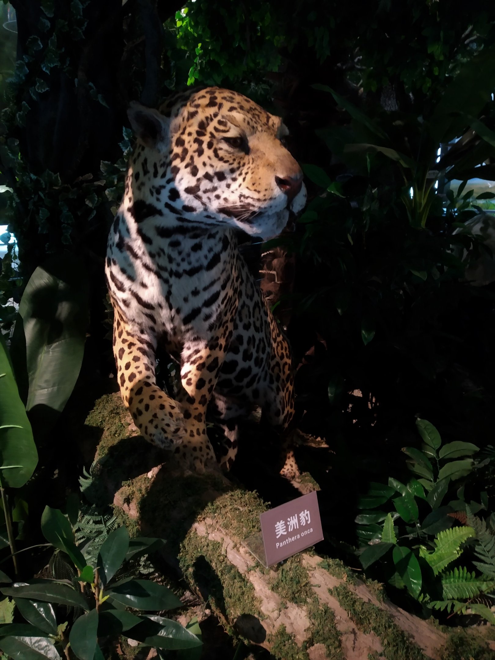 Stuffed Jaguar