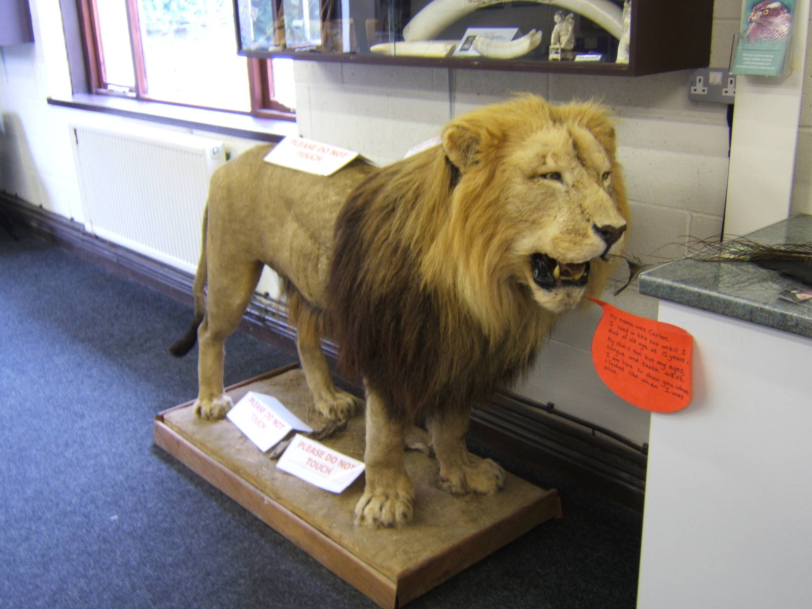 Stuffed Lion in the Education Room