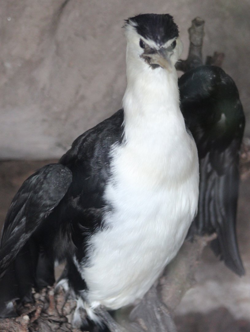 Stuffed Little pied cormorant