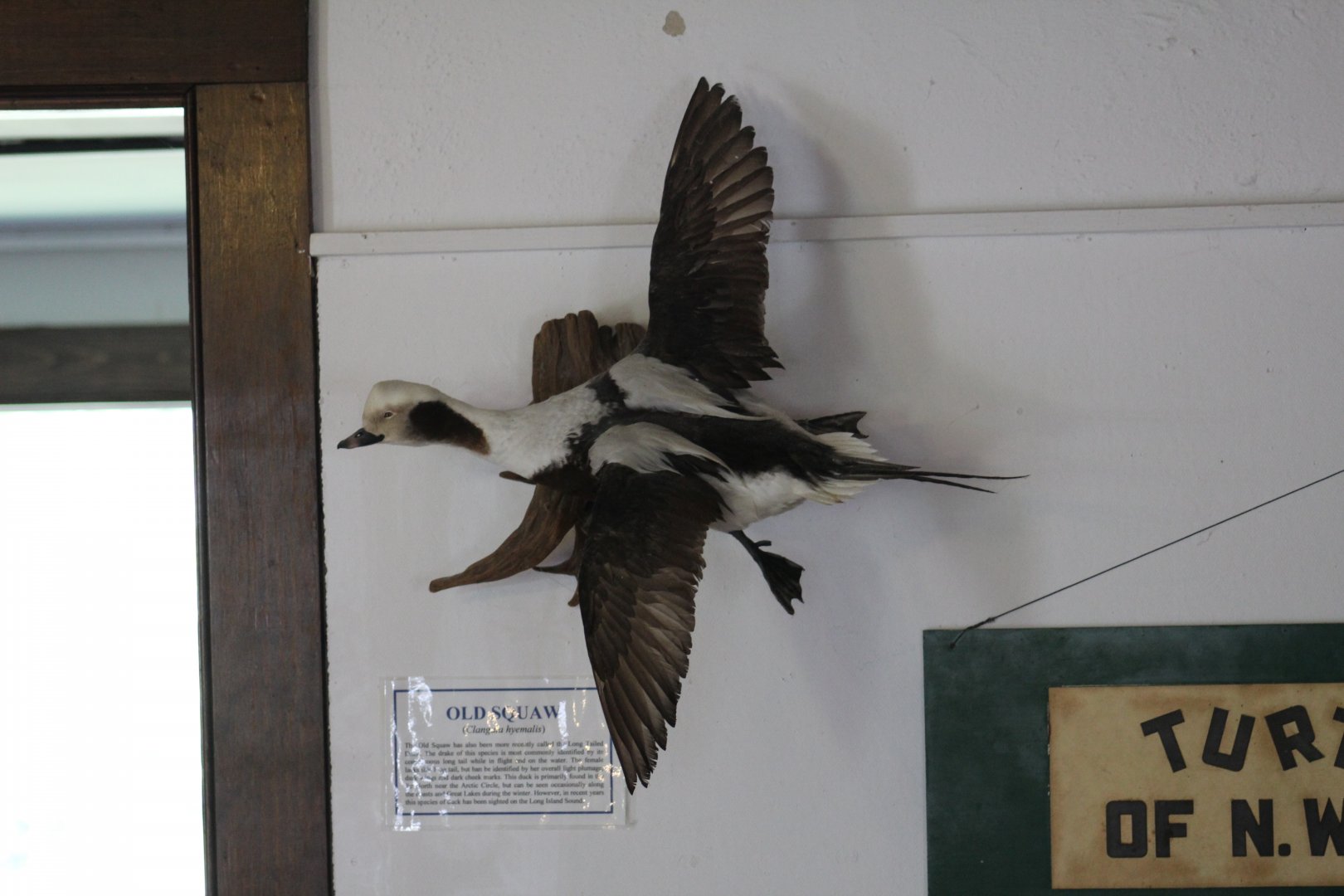 Stuffed Long-Tailed Duck