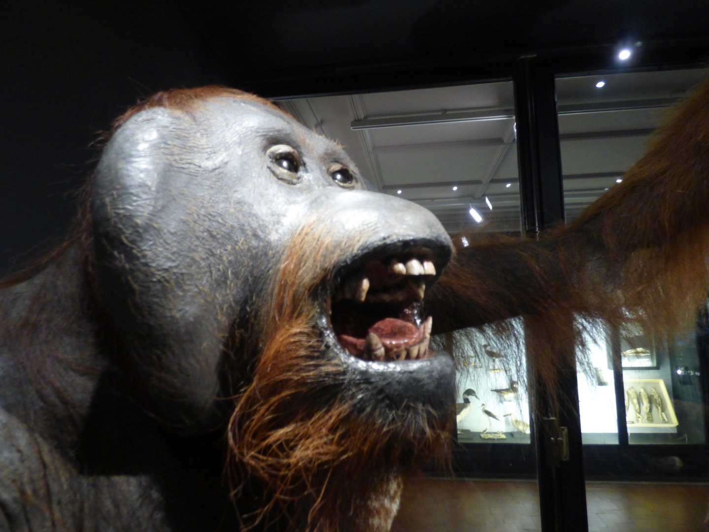 Stuffed Male Orangutan