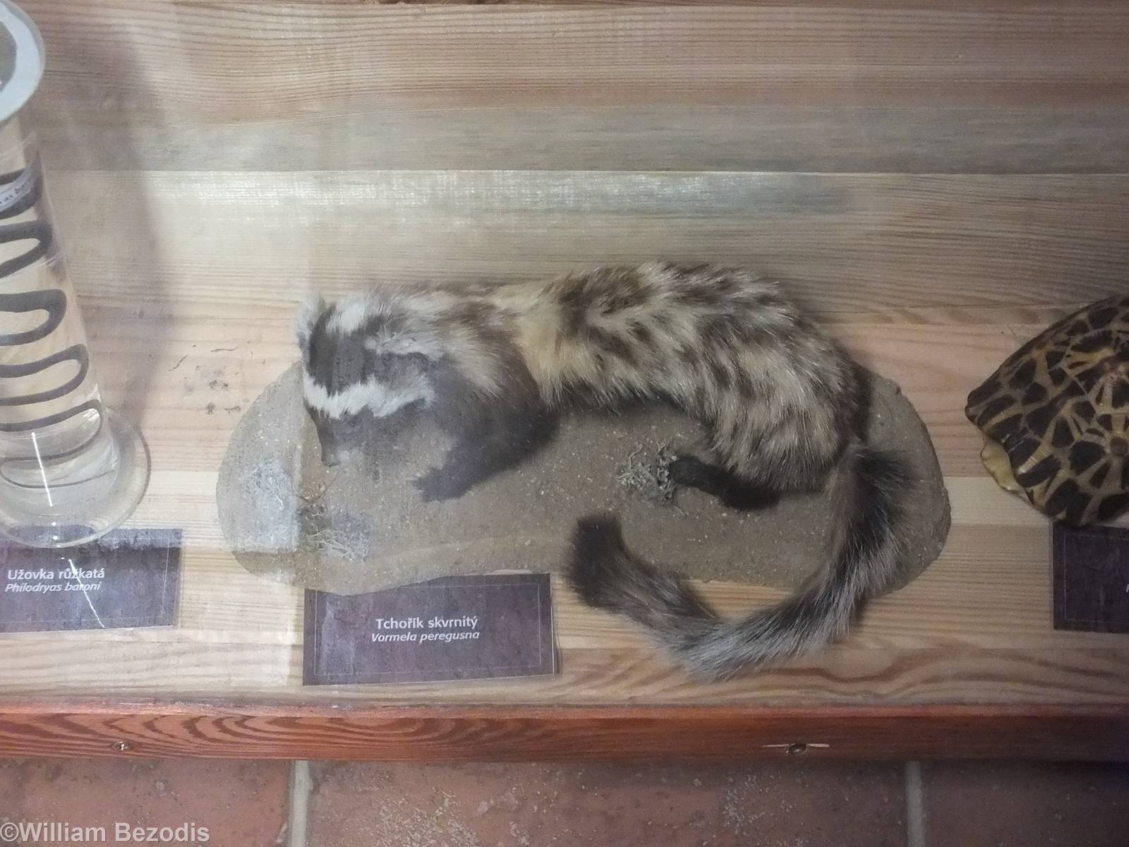 Stuffed Marbled Polecat
