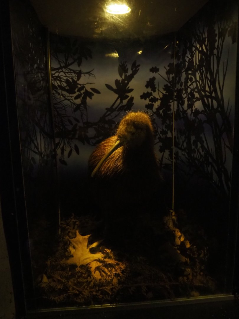 Stuffed North Island brown kiwi (Apteryx mantelli) display (Sep 2nd, 2018)