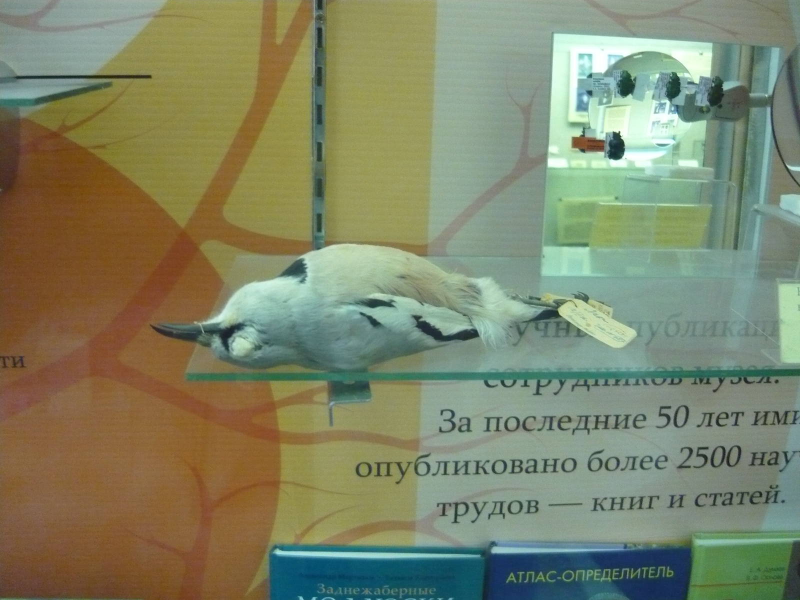 Stuffed Pander's ground jay