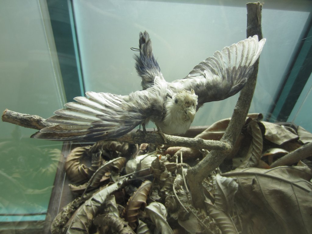 Stuffed Peachfaced Lovebird