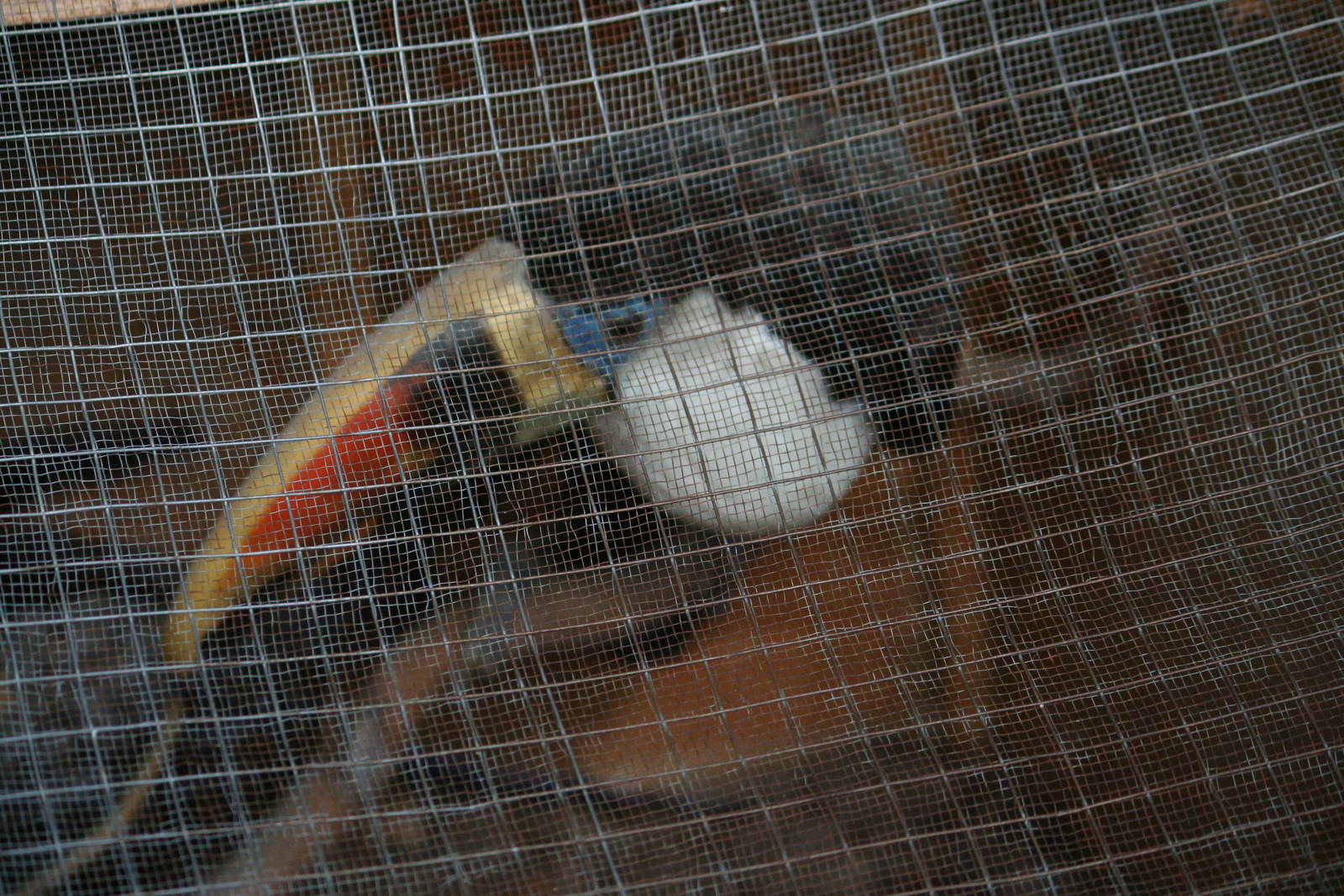 Stuffed red-billed toucan, 01/10/2011
