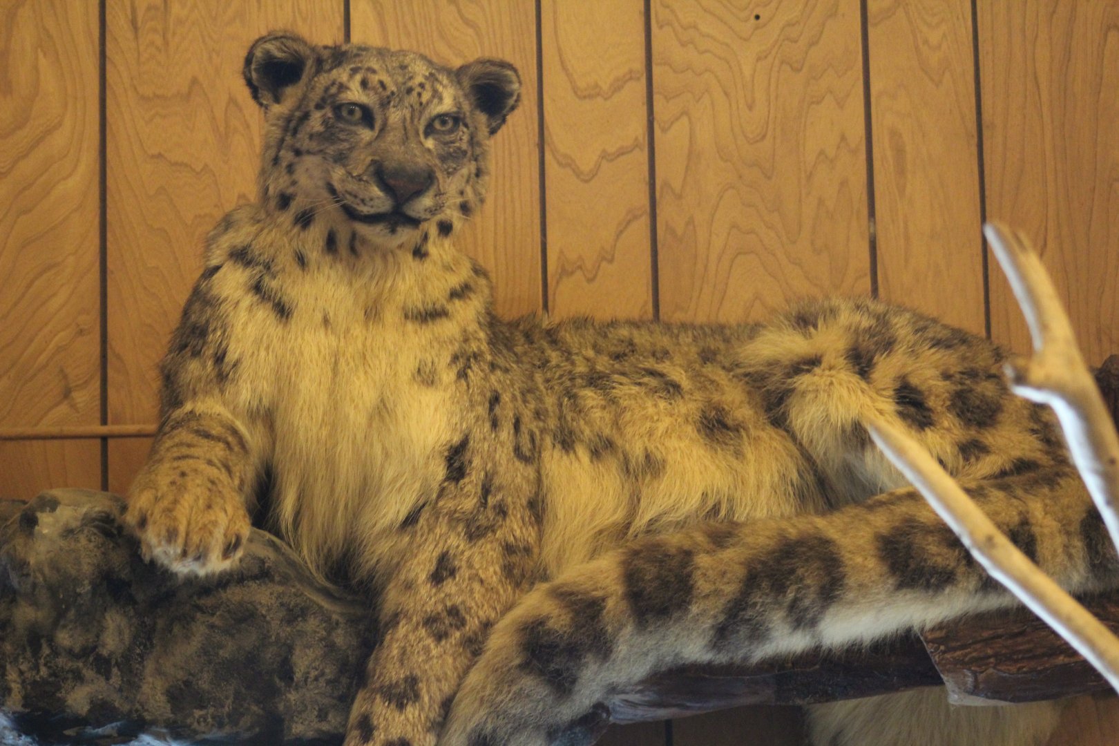 Stuffed Snow Leopard