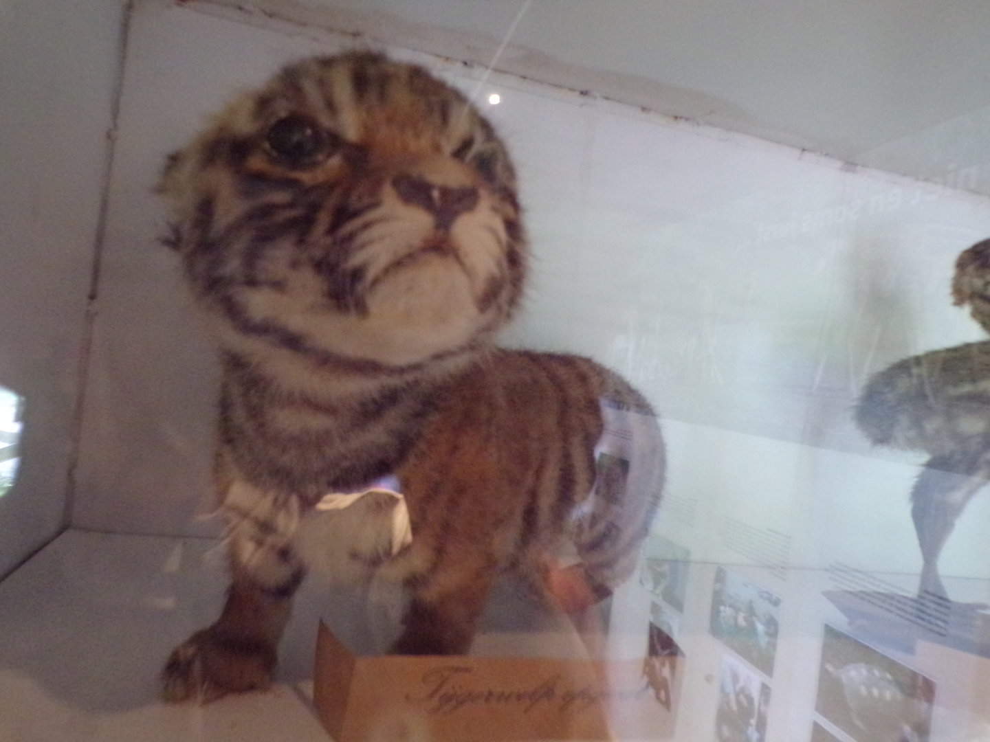 Stuffed tiger cub 6.7.23