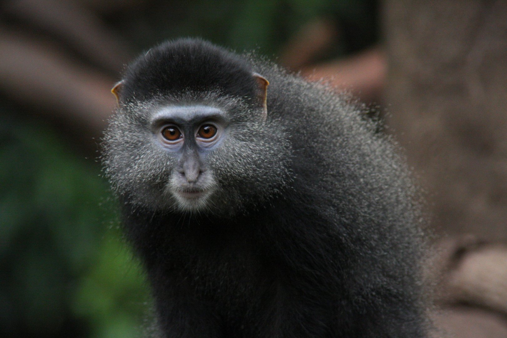 Stuhlmann's Blue Monkey (Cercopithecus mitis stuhlmanni) 2010
