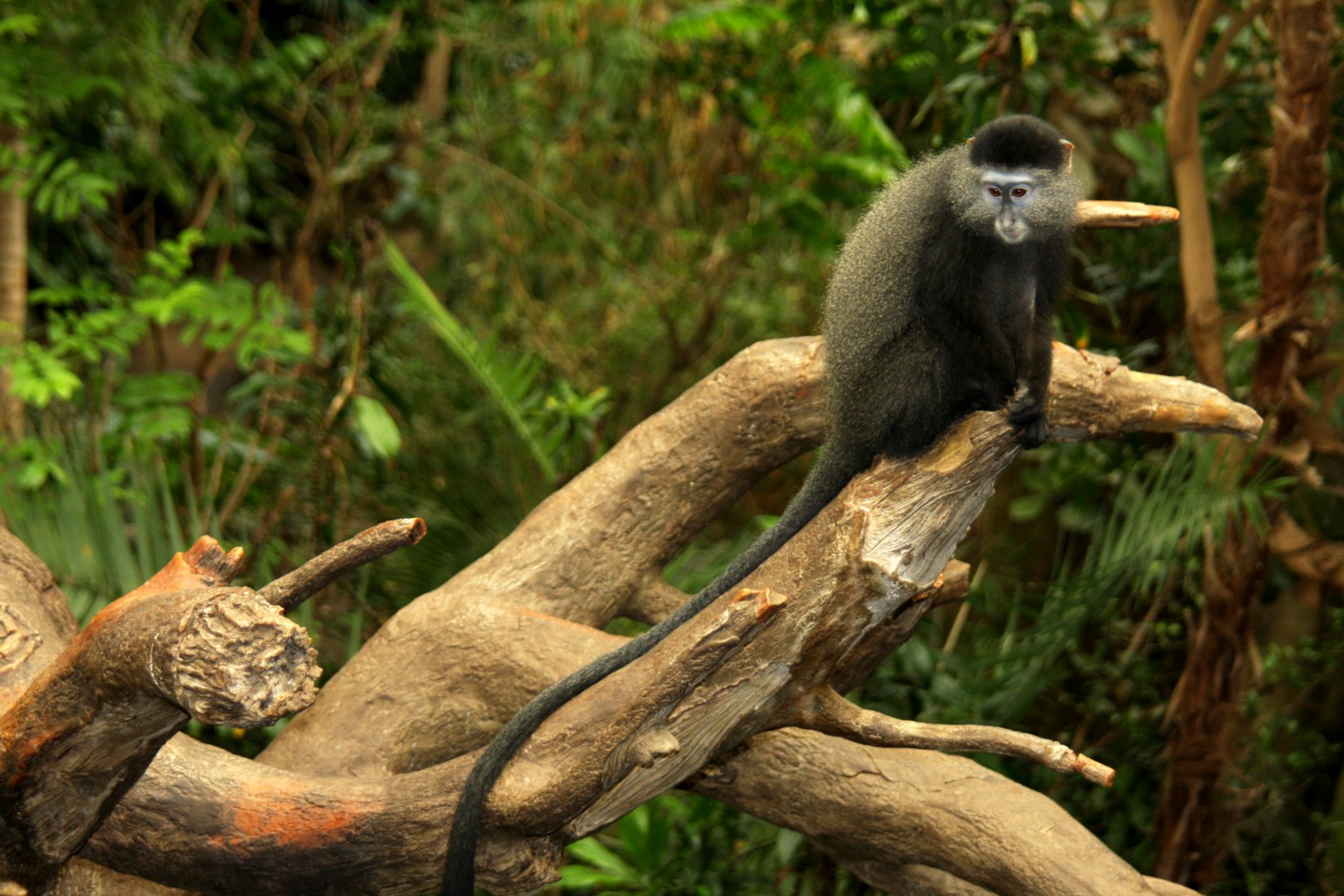 Stuhlmann's Blue Monkey (Cercopithecus mitis stuhlmanni) 2010