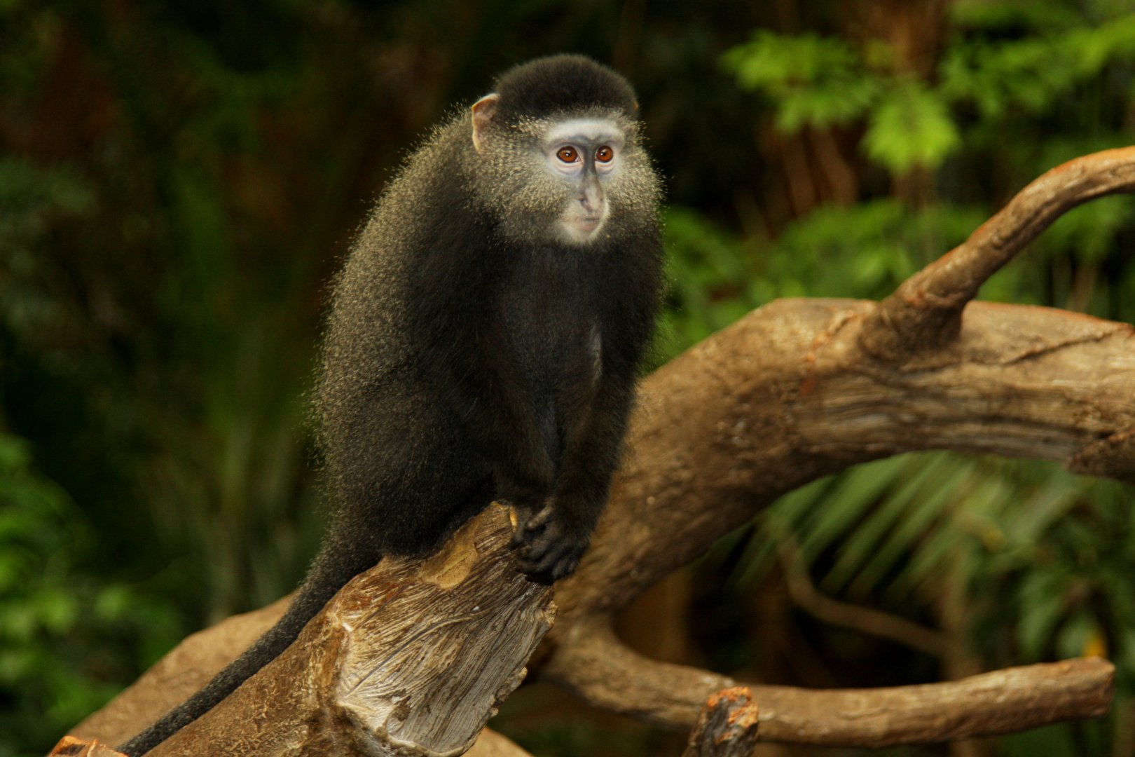 Stuhlmann's Blue Monkey (Cercopithecus mitis stuhlmanni) 2010