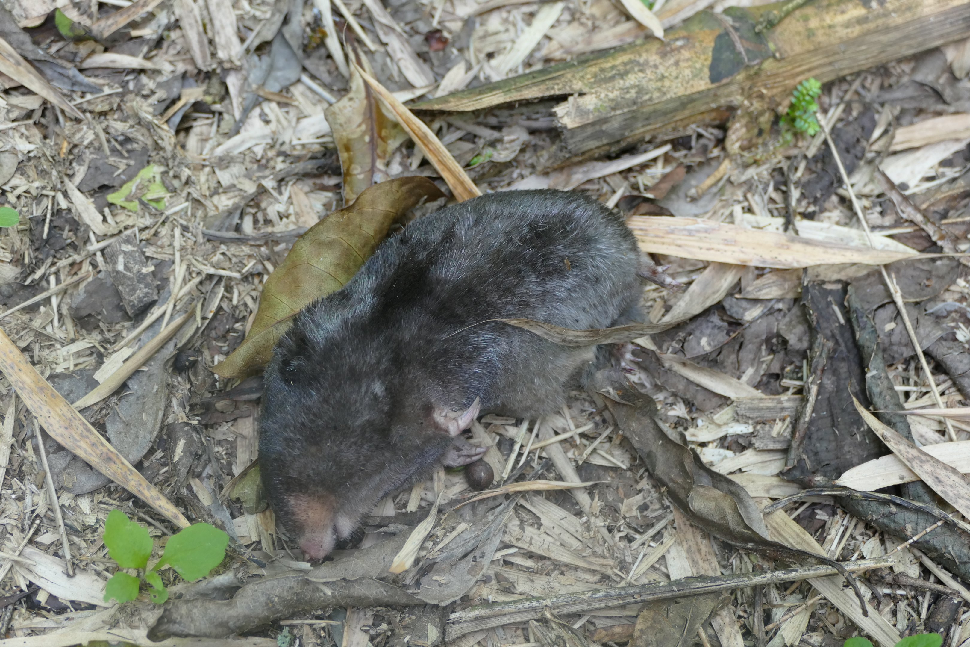 Stuhlmann's golden mole (Possibly?)