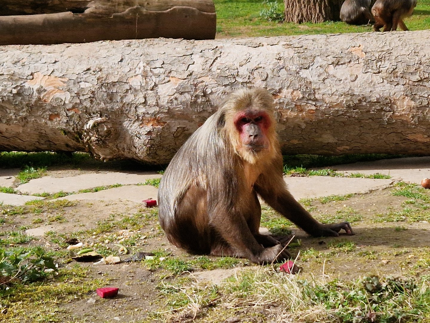Stum-tailed Macaque