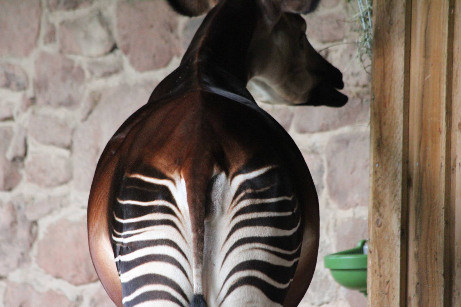 Stuma and bump: mark two