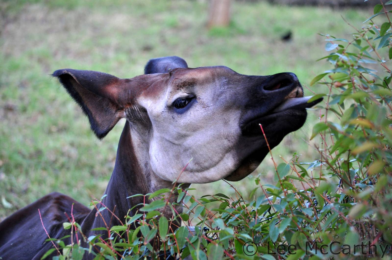 Stuma the Female Okapi