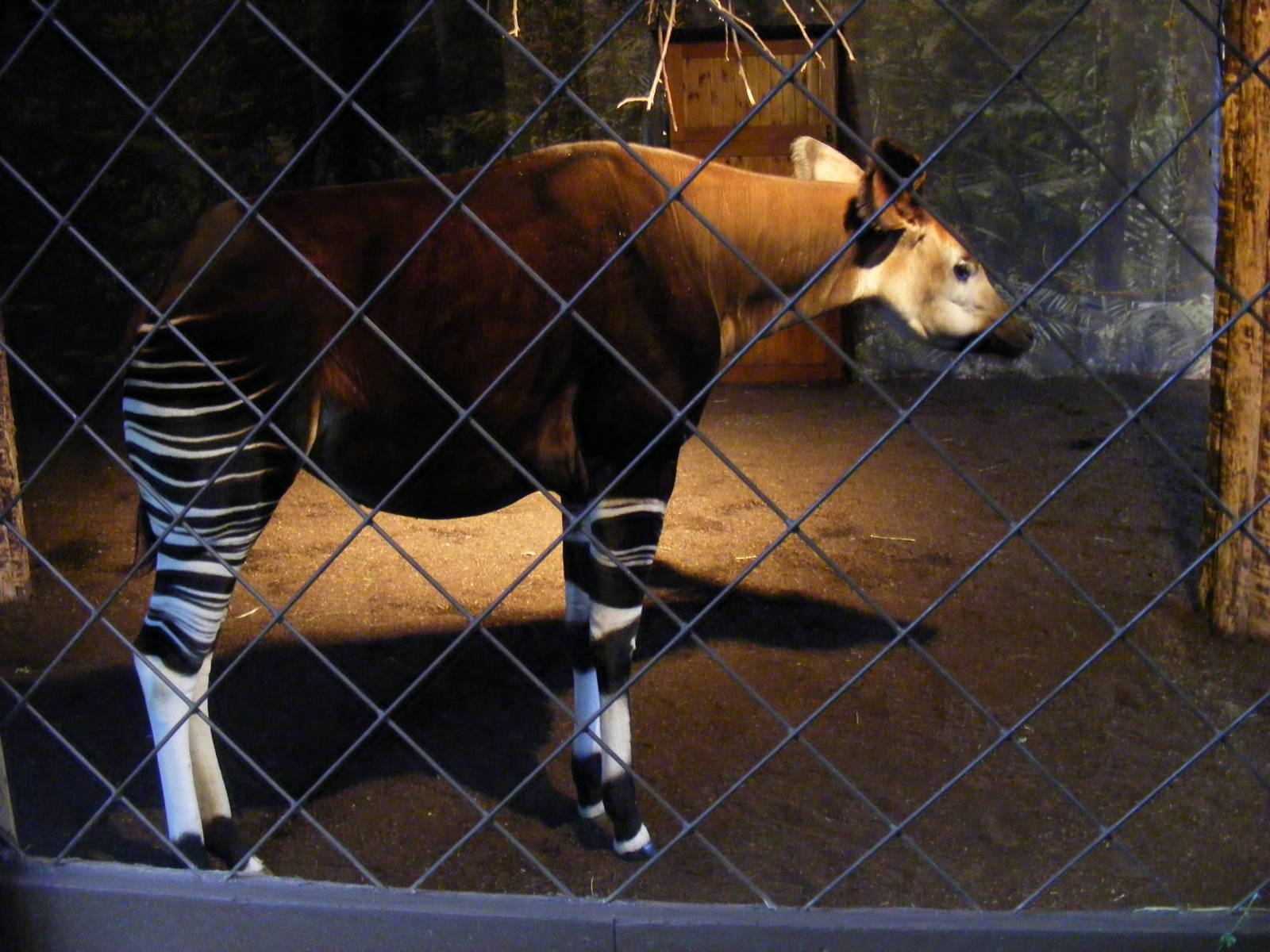 Stuma the okapi at Chester Zoo, 30 December 2009