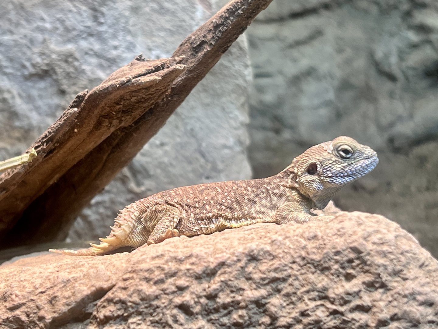 Stump-tailed Agama