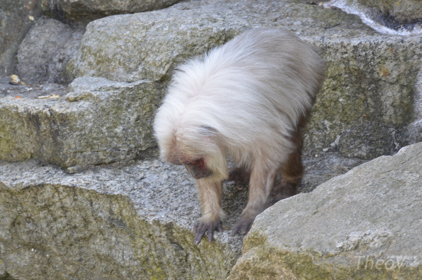 Stump-tailed macaque [2018]