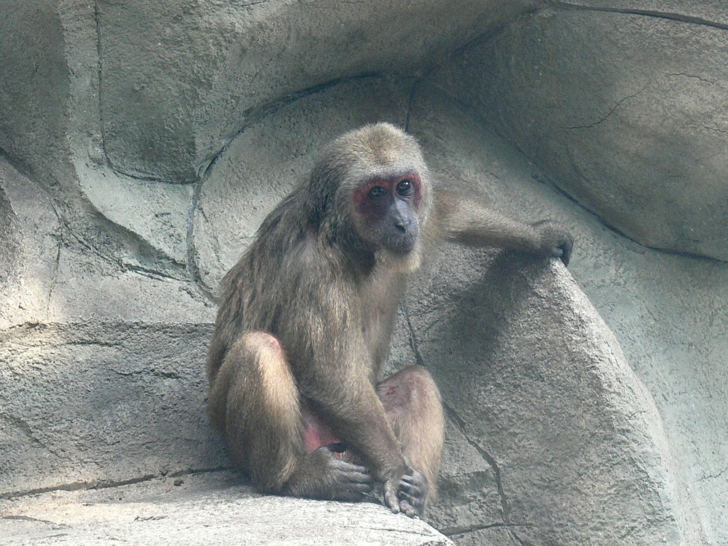 Stump-tailed Macaque 2025/11/25-1