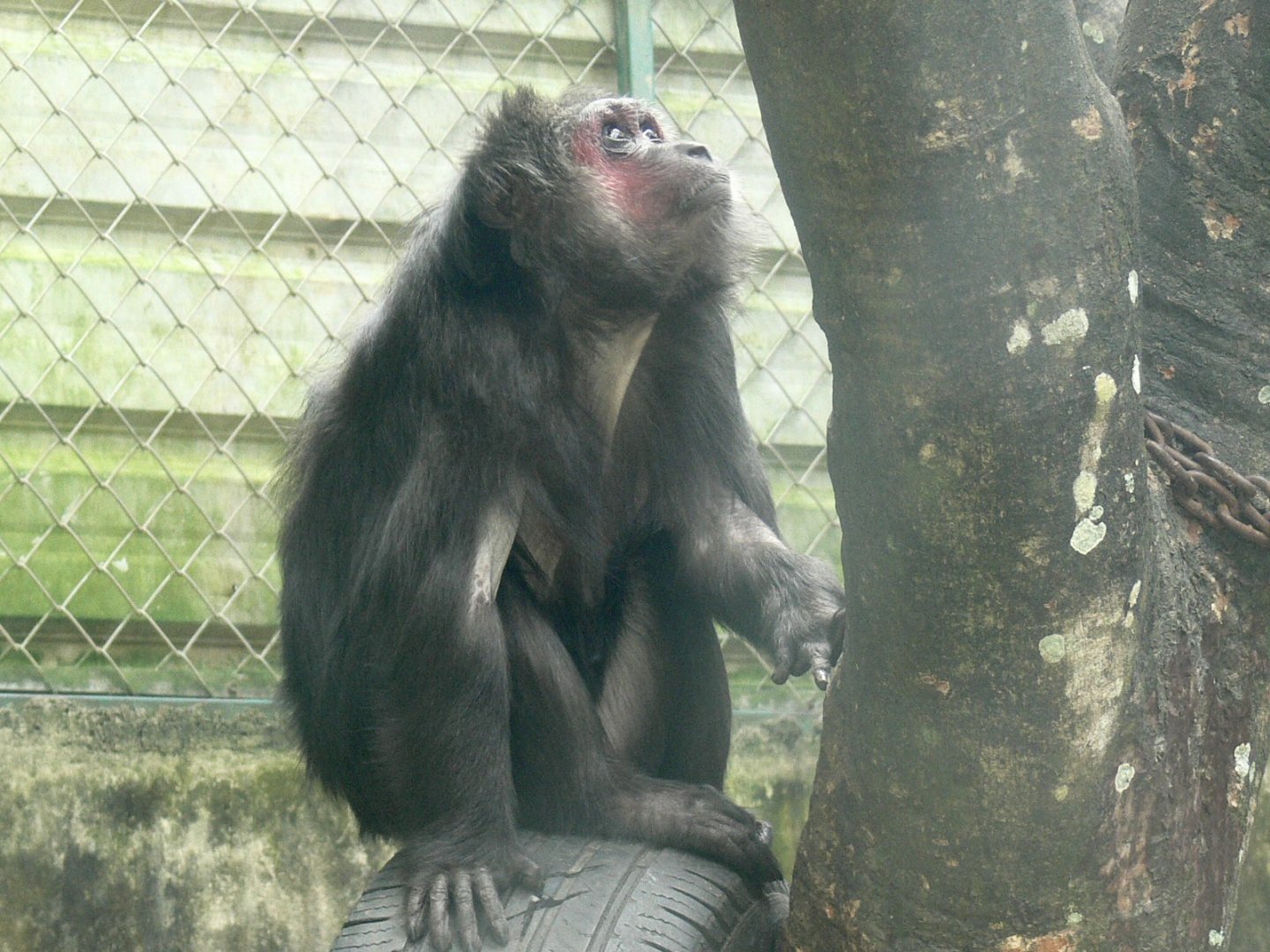 Stump-tailed Macaque 2025/11/25-2