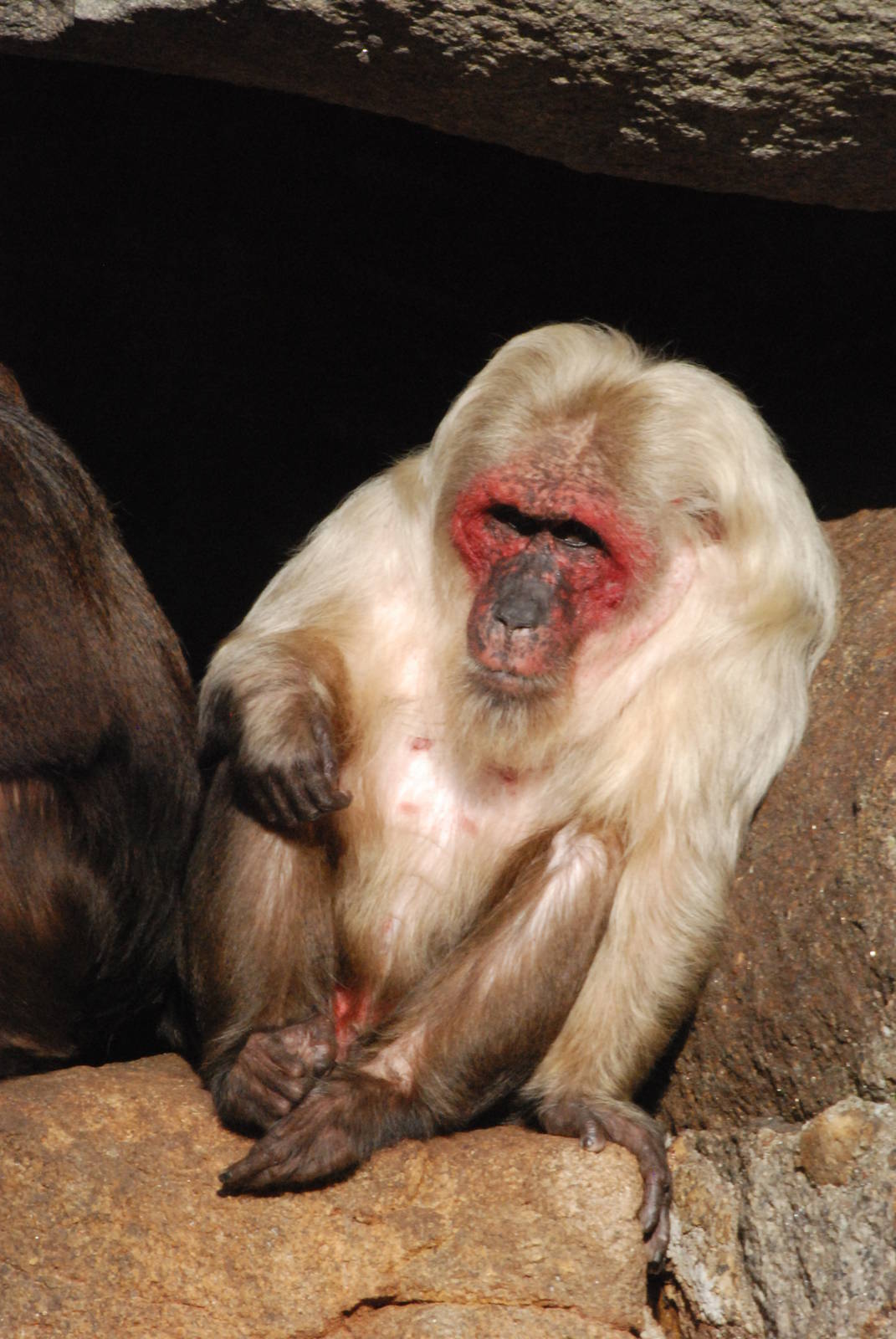 Stump-tailed Macaque at Berlin Zoo, 31/08/11