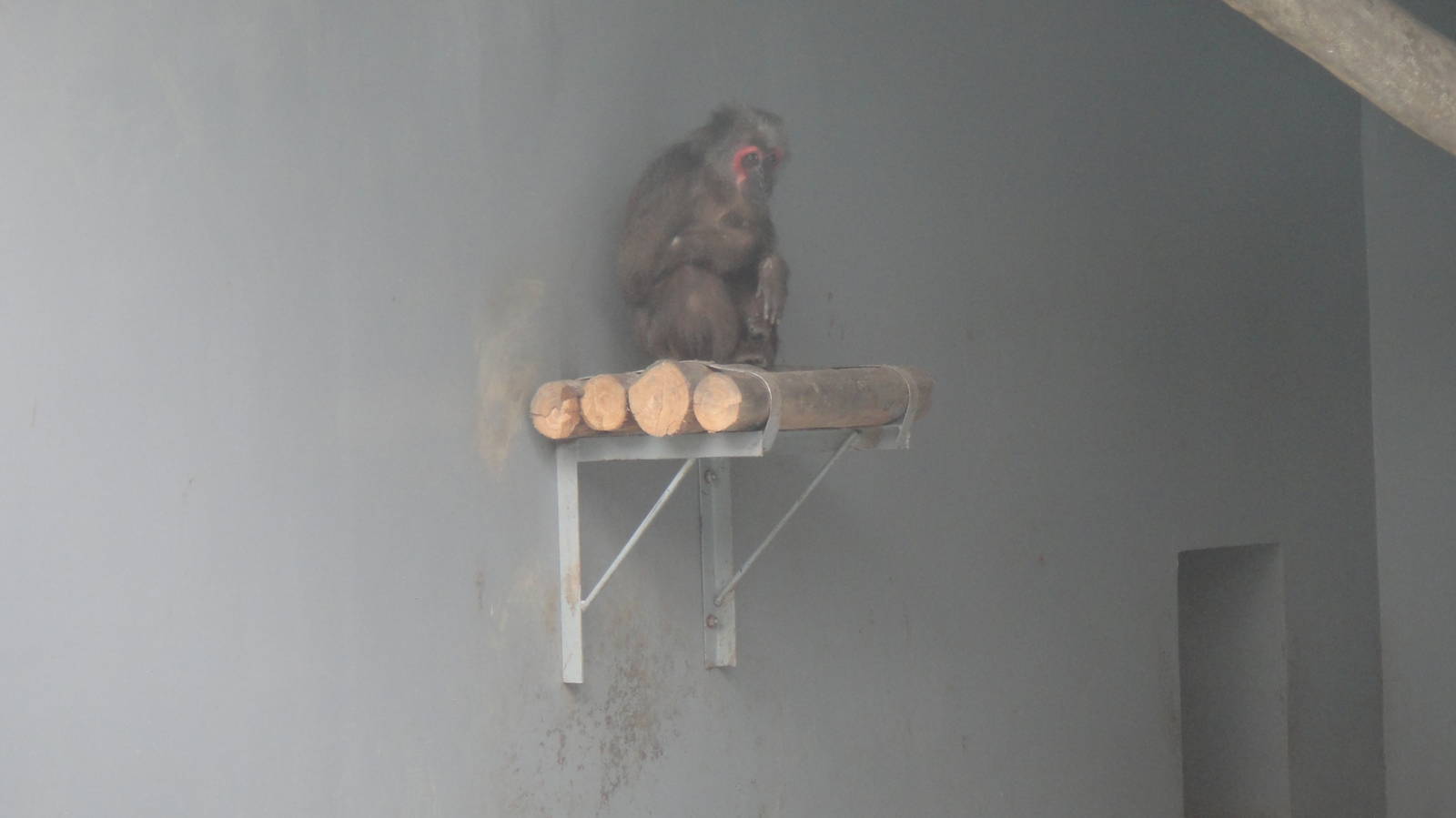 Stump-tailed macaque at Chengdu zoo 2012-5-11