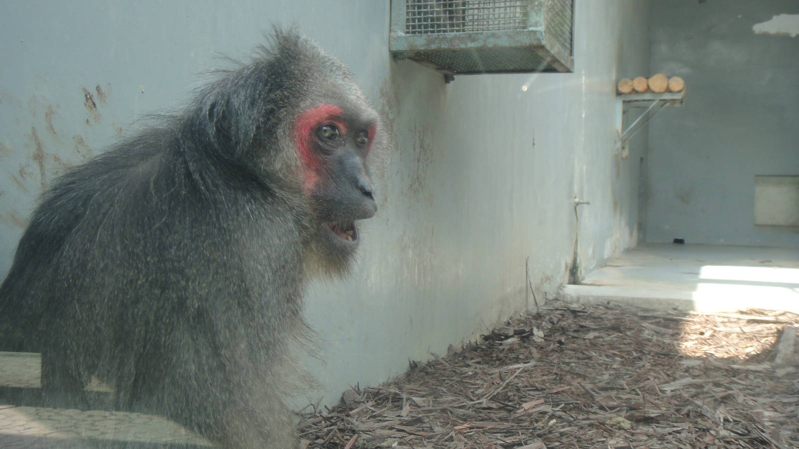 Stump-tailed macaque at Chengdu zoo 2013-3-24