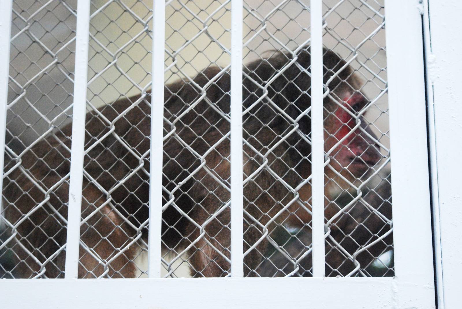 Stump-tailed Macaque at Hanoi Zoo, 15/03/12