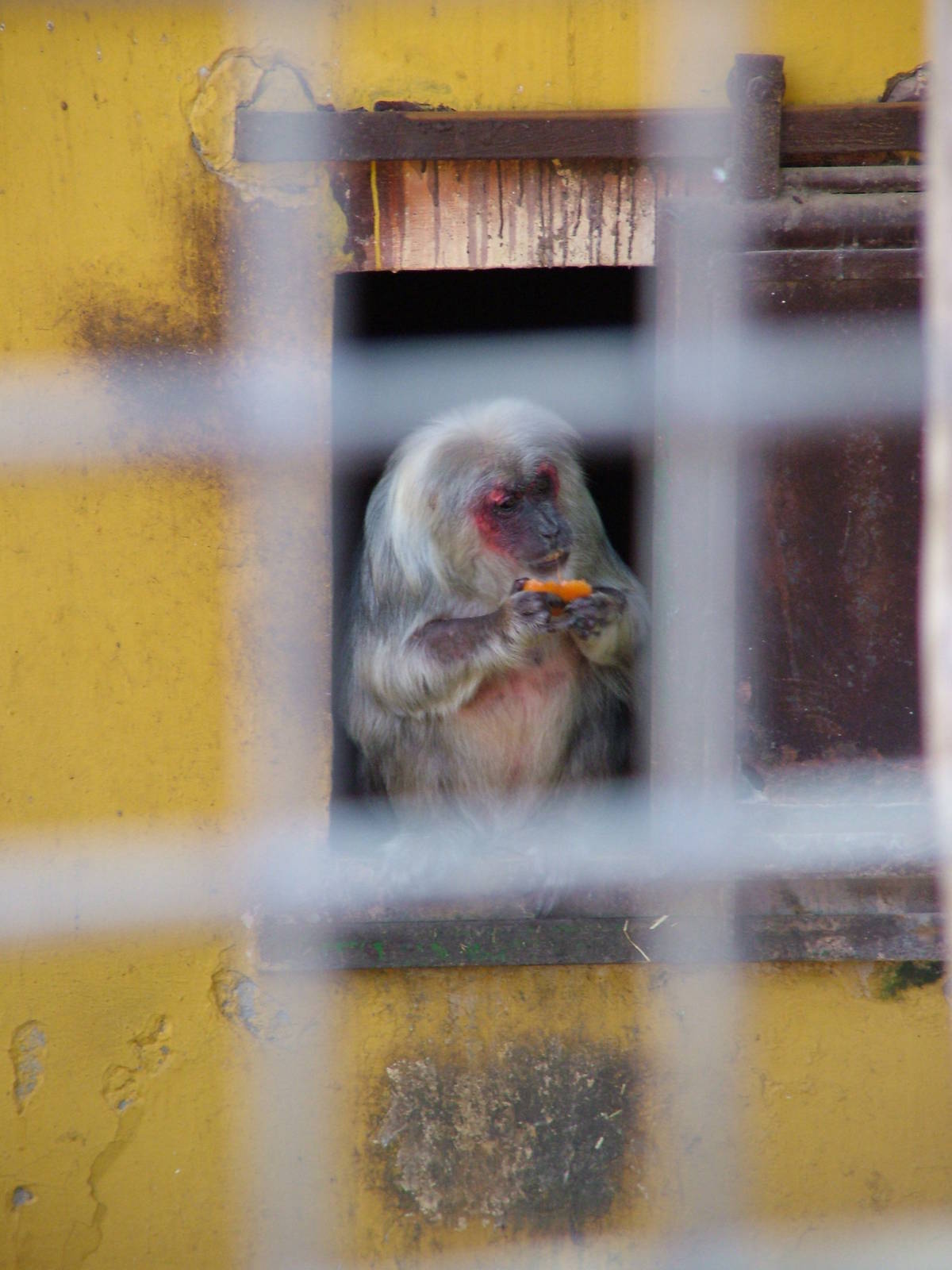 Stump-tailed Macaque at Monkey Park, 09/11/10