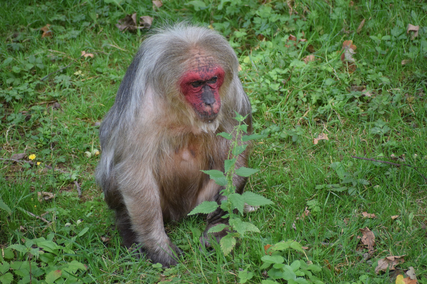 Stump-tailed macaque - August 2023