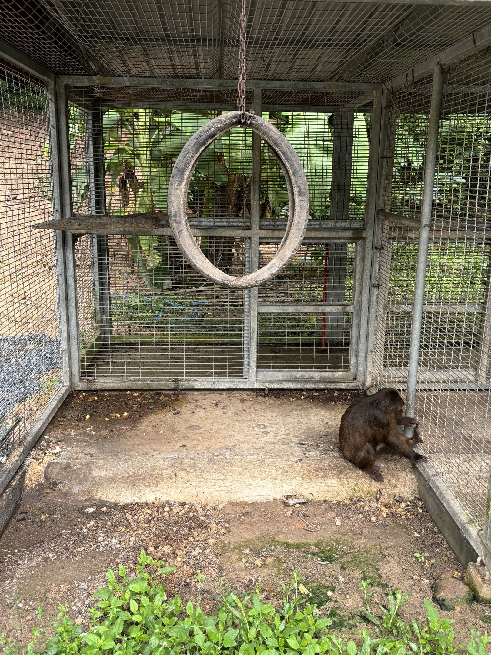 Stump-tailed Macaque Cage