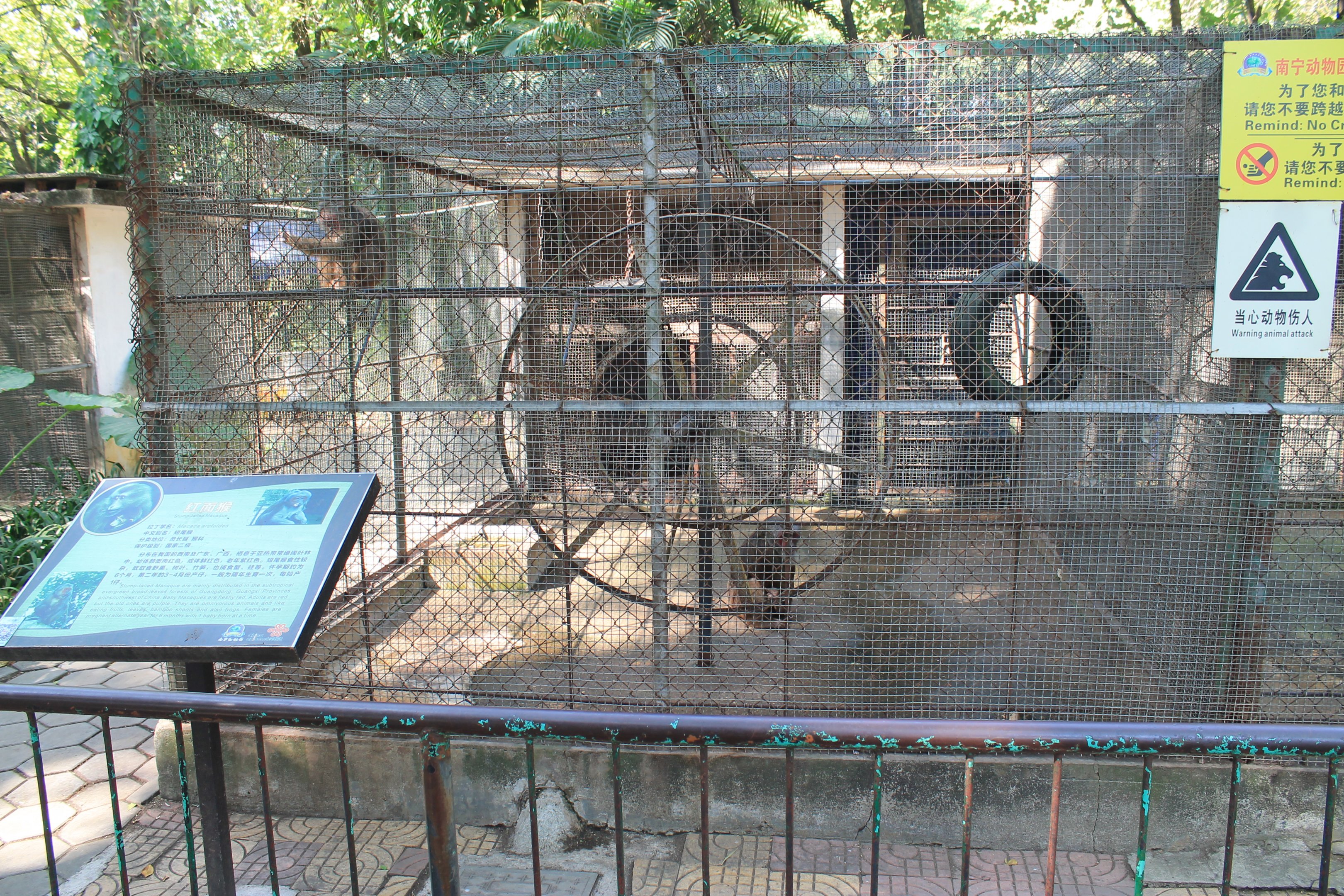 Stump-tailed Macaque cage
