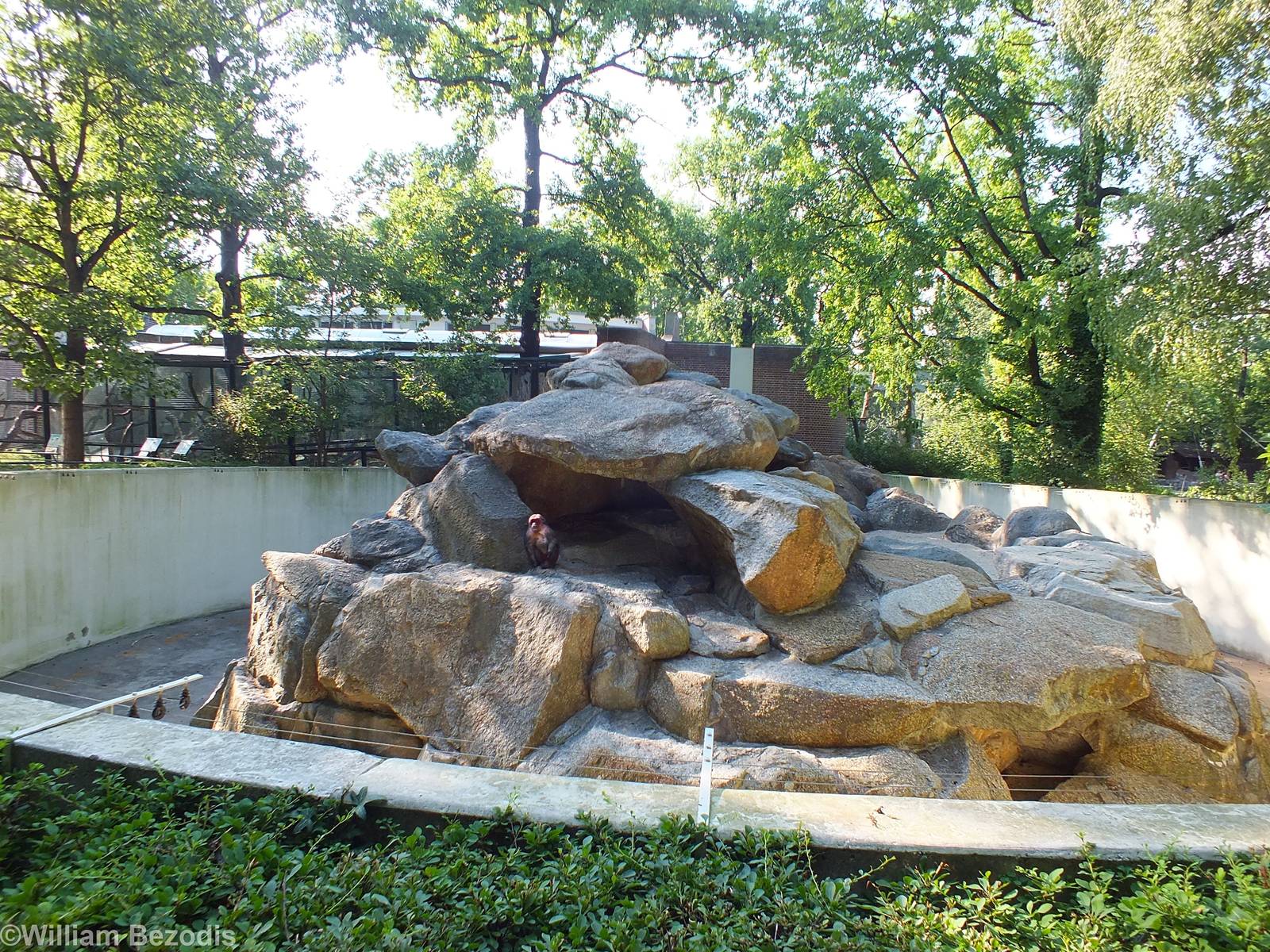 Stump-tailed Macaque Enclosure