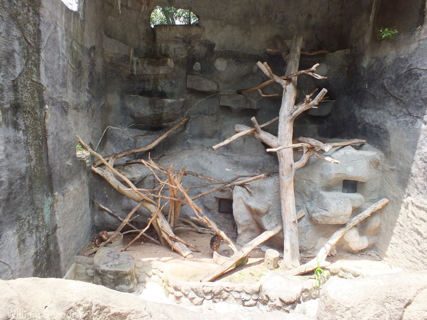 Stump-tailed Macaque Enclosure