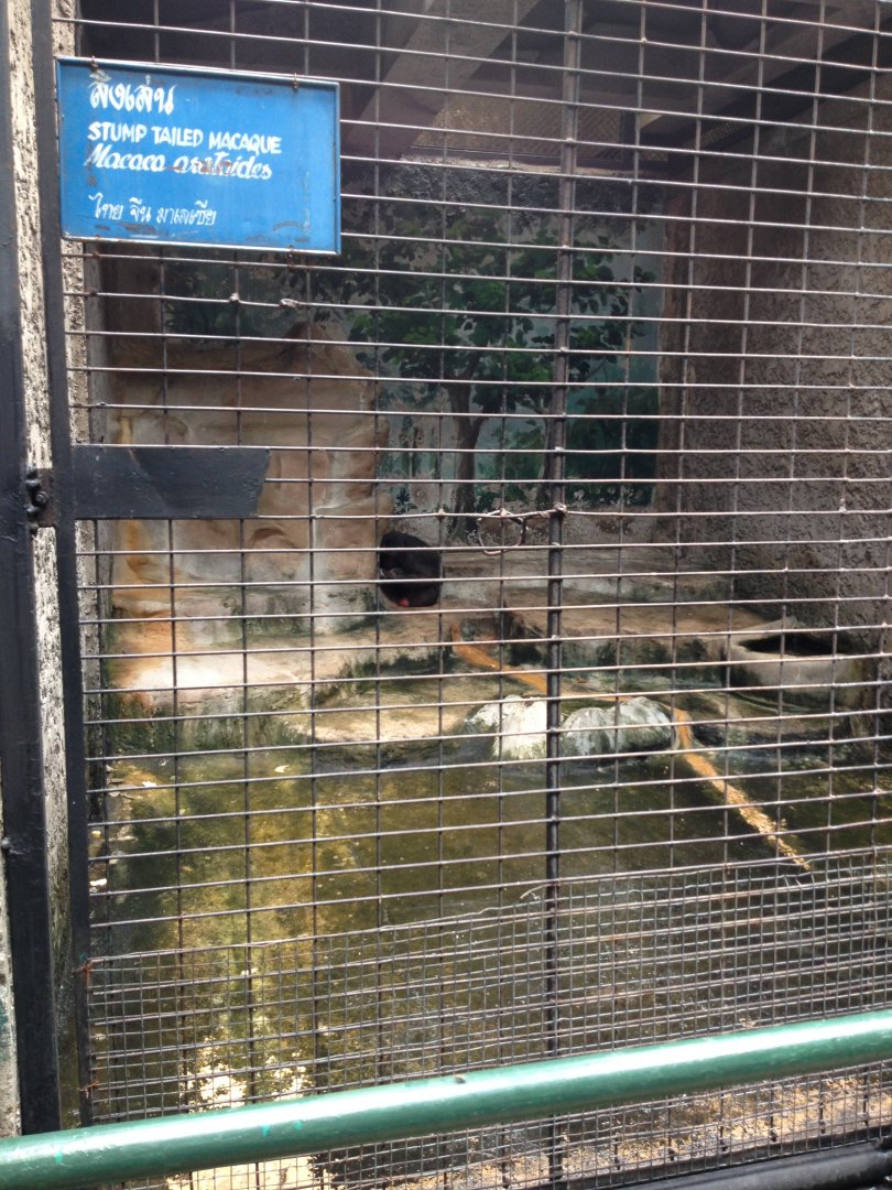 Stump-tailed Macaque enclosure